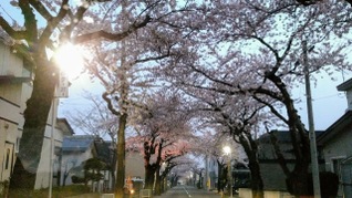 桜　桜が丘通り　北斗しだれ桜　三吉神社　静内二十間道路　